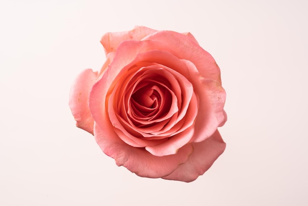 Close-up di una rosa rosa sullo sfondo bianco