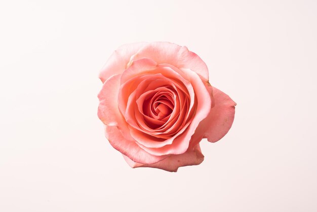 Close-up di una rosa rosa sullo sfondo bianco