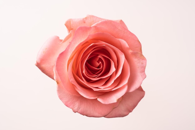 Close-up di una rosa rosa sullo sfondo bianco