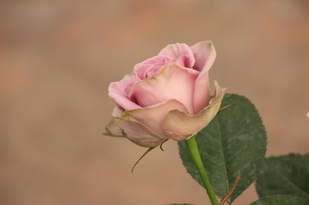 Close-up di una rosa rosa