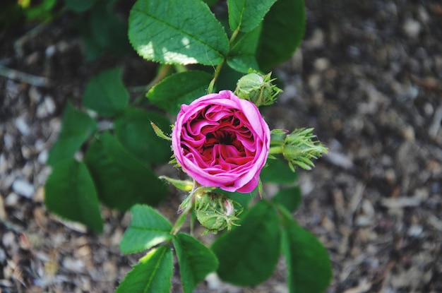 Close-up di una rosa rosa