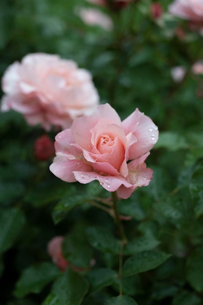 Close-up di una rosa rosa