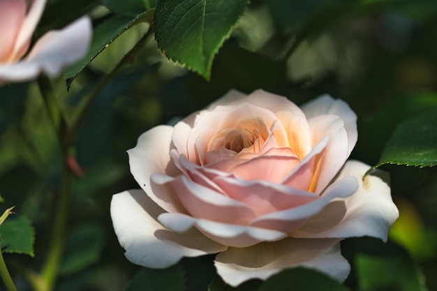 Close-up di una rosa rosa