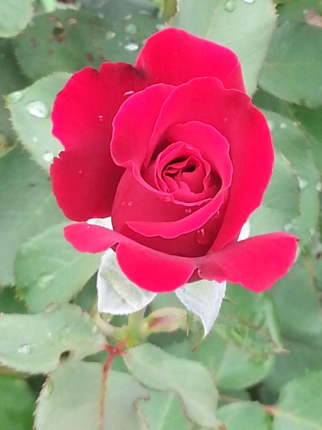 Close-up di una rosa rosa