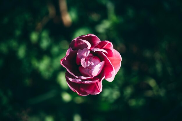 Close-up di una rosa rosa