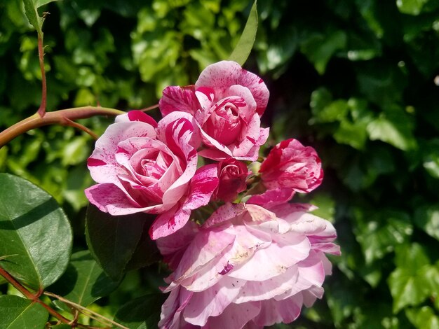 Close-up di una rosa rosa