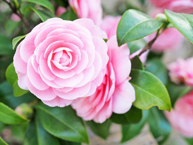 Close-up di una rosa rosa