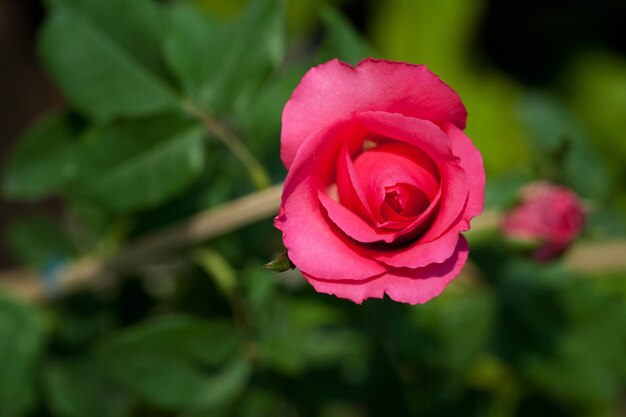 Close-up di una rosa rosa