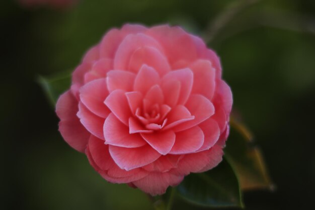 Close-up di una rosa rosa