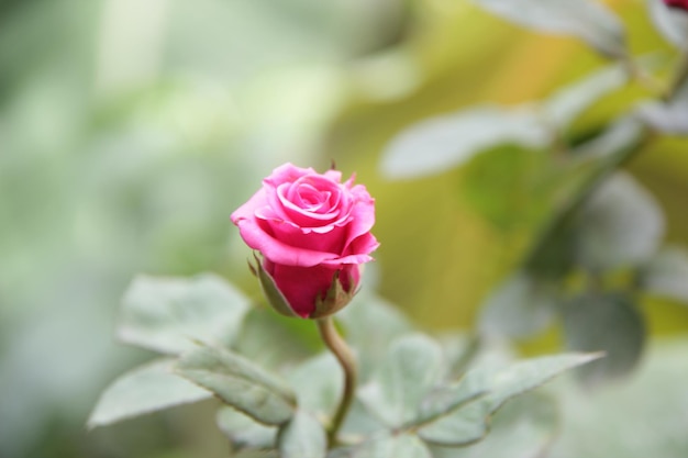 Close-up di una rosa rosa