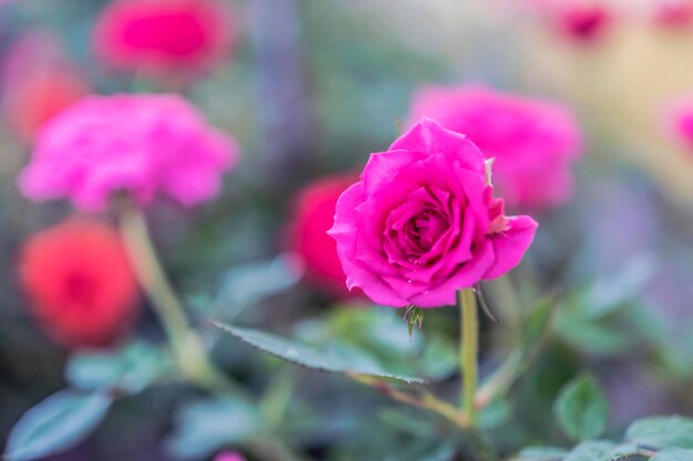Close-up di una rosa rosa