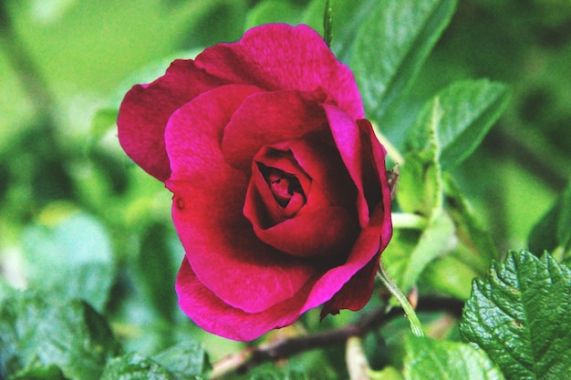 Close-up di una rosa rosa