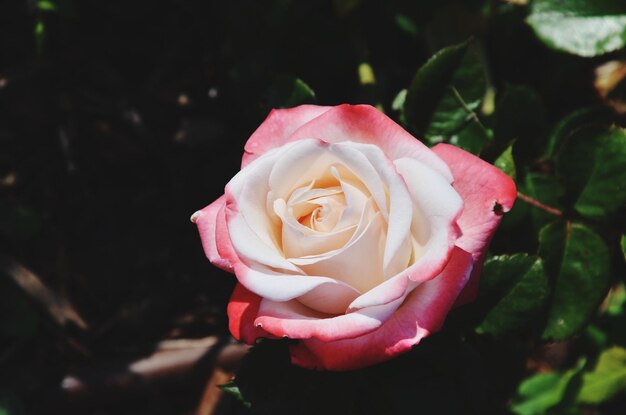 Close-up di una rosa rosa