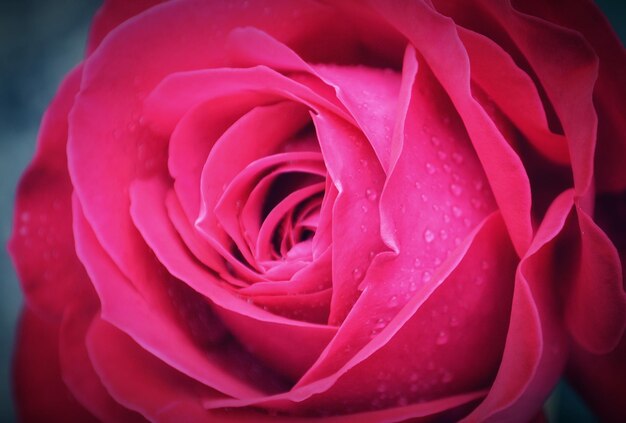 Close-up di una rosa rosa