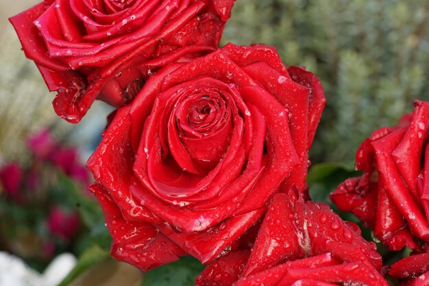 Close-up di una rosa rossa bagnata