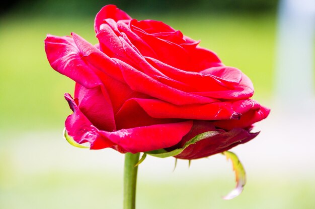 Close-up di una rosa rossa in fiore all'aperto