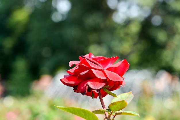 Close-up di una rosa rossa in fiore all'aperto