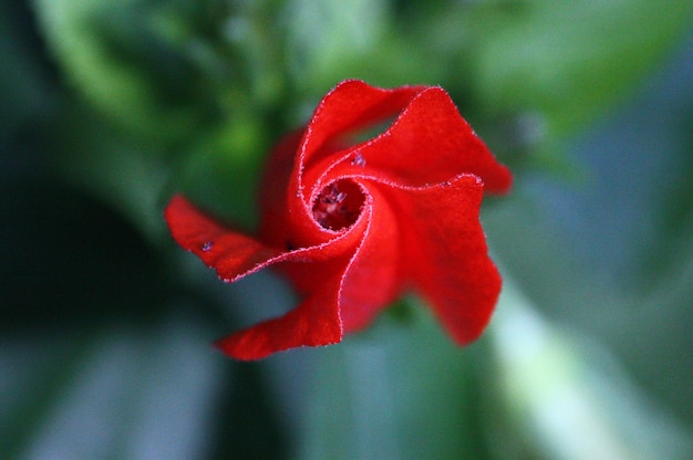 Close-up di una rosa rossa in fiore all'aperto
