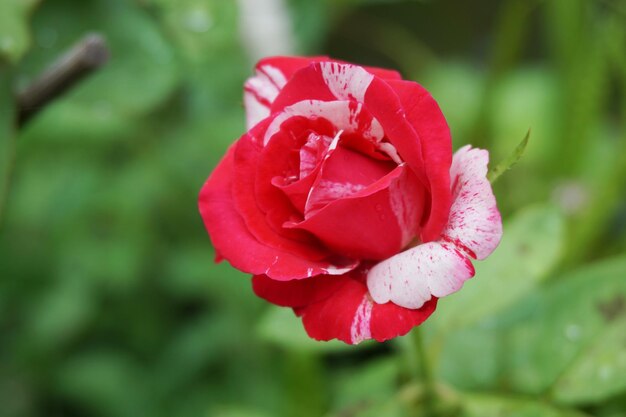 Close-up di una rosa rossa in fiore all'aperto