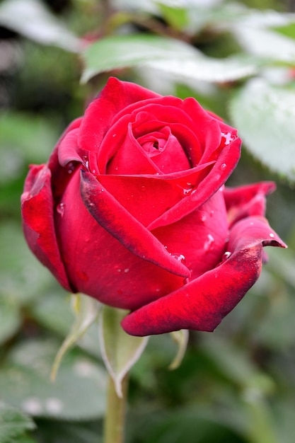 Close-up di una rosa rossa in fiore all'aperto