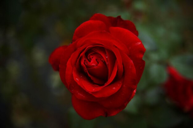 Close-up di una rosa rossa in fiore all'aperto