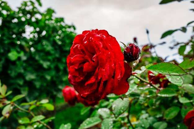 Close-up di una rosa rossa in fiore all'aperto