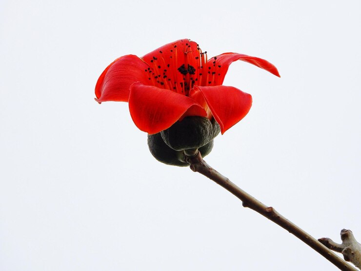 Foto close-up di una rosa rossa su sfondo bianco