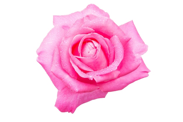 Close-up di una rosa su sfondo bianco