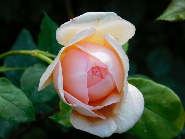 Close-up di una rosa