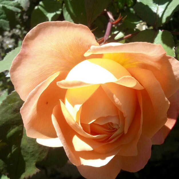 Close-up di una rosa