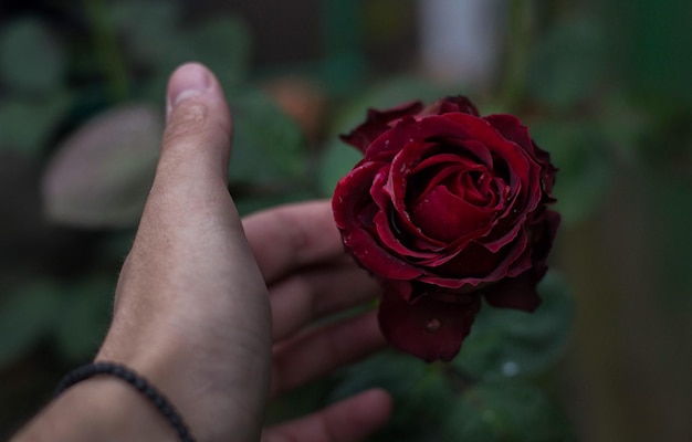 Close-up di una rosa