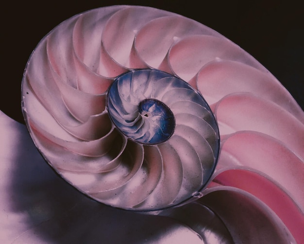 Close-up di una scala a chiocciola su uno sfondo nero