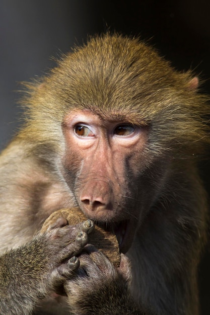 Close-up di una scimmia che guarda da un'altra parte