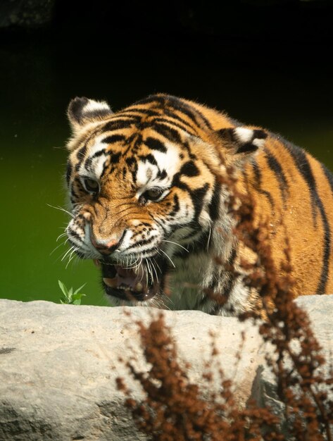 Close-up di una tigre che sbadiglia vicino alla roccia