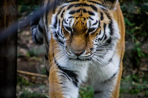 Close-up di una tigre contro gli alberi