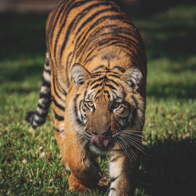 Close-up di una tigre sul campo