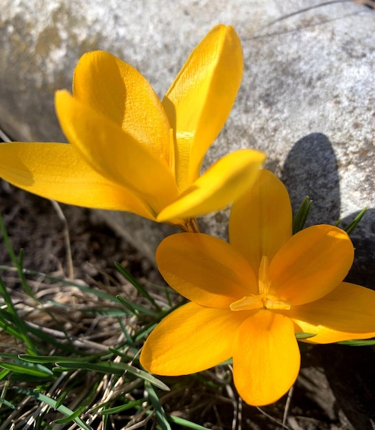 Close-up di uno dei primi fiori primaverili del Crocus giallo