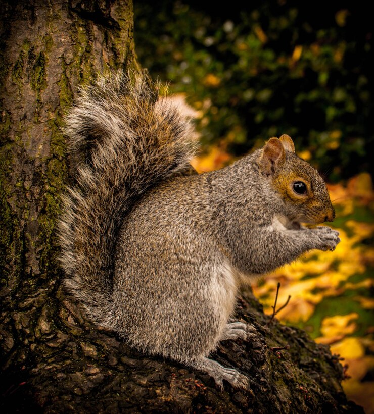Foto close-up di uno scoiattolo sull'albero