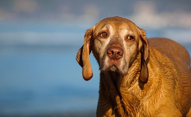 Close-up di vizsla bagnata