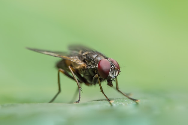 Close-up di volare sulla foglia