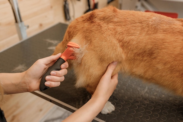 Close up donna toelettatore pettinatura pelliccia di Welsh Corgi Pembroke cane con pettine dopo il bagno e l'asciugatura al salone di toelettatura Donna pet parrucchiere facendo acconciatura in clinica veterinaria spa