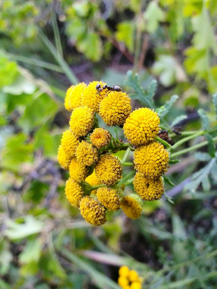 Photo close-up ekstrim semut pada bunga tansy di luar ruangan