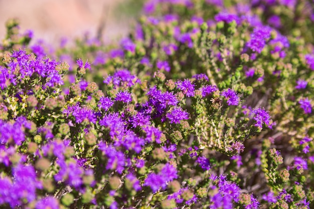 close up fiori viola