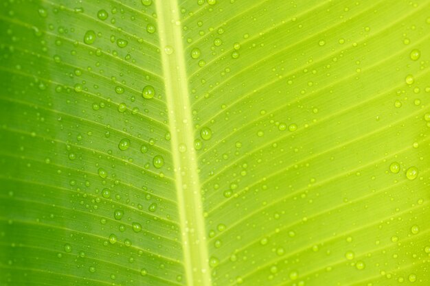 Close up foglia di banana