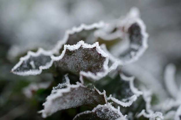 Close up foglie in inverno con gocce d'acqua congelate Concetto freddo