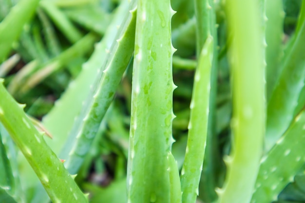 Close up foglie verdi di Aloe Vera Plant fitoterapia per la cura della pelle