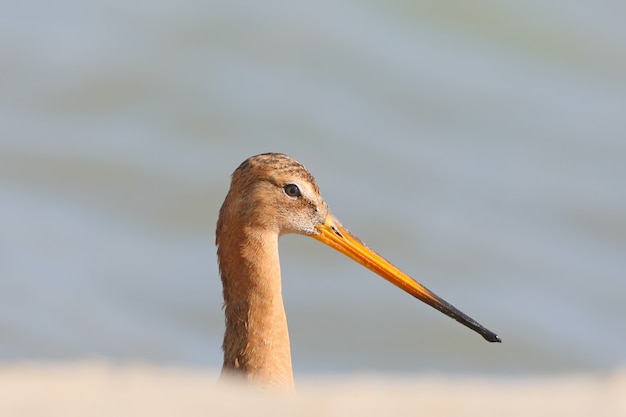 Close up foto della testa della pittima reale (Limosa limosa)