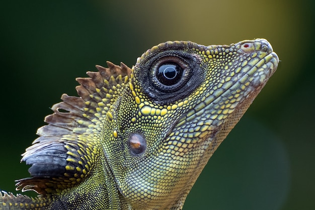 Close up foto di angolo testa lucertola (Gonocephalus bornensis)