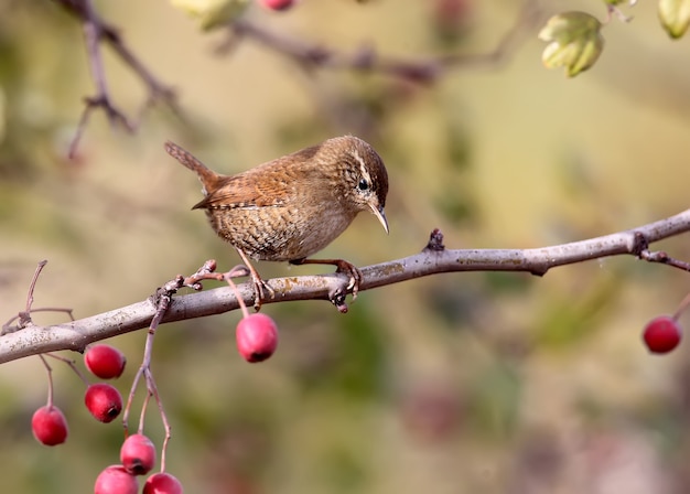 Close up foto di eurasian wren si siede su un ramo di arguzia bacche rosse luminose su beige sfocato