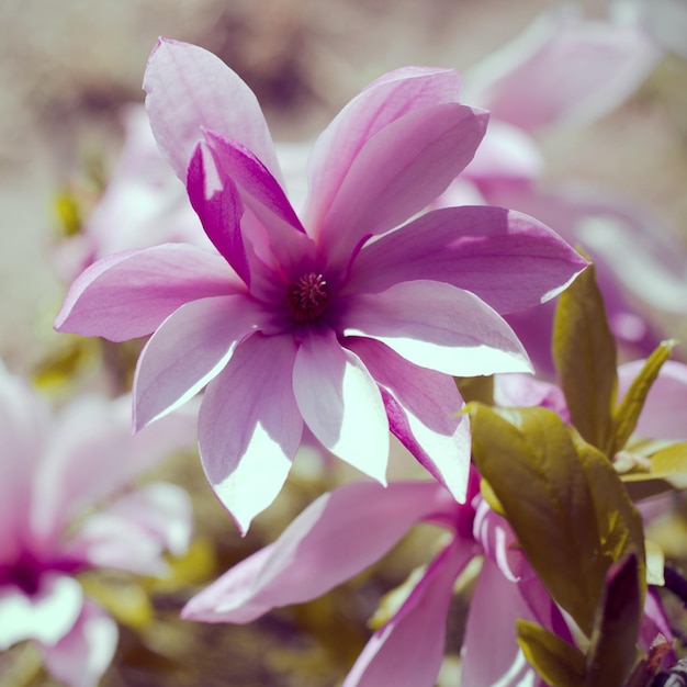 Close up foto di fiori di magnolia che sbocciano in primavera. Foto quadrata filtrata hipster con sfondo bokeh rotondo.